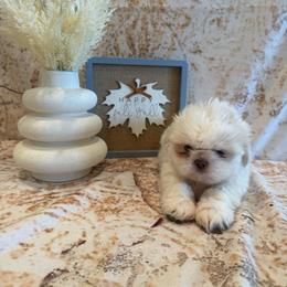 Sam - White male Shih Tzu puppy in Success, Missouri from Sweet Success
