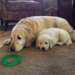 Golden Retrievers from Golden Years