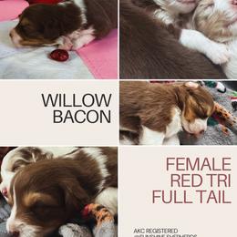 Australian Shepherd Puppies from Sunshine Shepherds