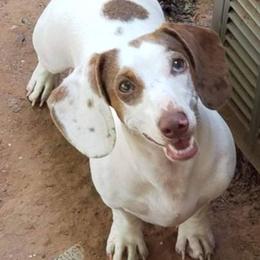 Evy - Dachshund