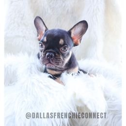 Choco and tan male - Tricolors male French Bulldog puppy in Waxahachie, Texas from Andrea - Dallas Frenchie Connect