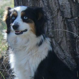 Australian Shepherds from BitABlue Australian Shepherds