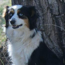 Australian Shepherds from BitABlue Australian Shepherds