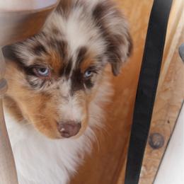 Australian Shepherd Puppies from Libre Winds Australian Shepherds