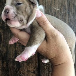 Boston Terrier Puppies from Irish Hills Farms llc