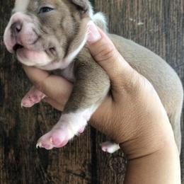 Boston Terrier Puppies from Irish Hills Farms llc