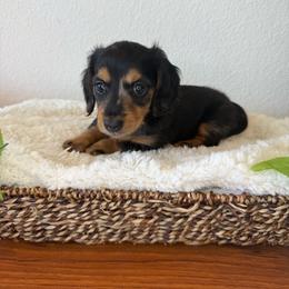 AKC Partial Dapple Girl - 2,500 - Dapple female Dachshund puppy in Fredericksburg, Texas from Goodman Dachshunds