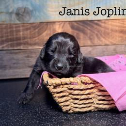 Janis Joplin - Black female Newfoundland puppy in Tully, New York from Bear Paw Newfoundlands