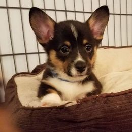 Cardigan Welsh Corgi and Pembroke Welsh Corgi Puppies from Glen Clova Keep Corgis