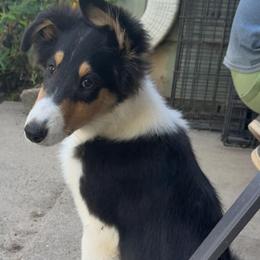 ELLIE - Black white and tan female Collie puppy in Lafayette, Indiana from Katrina's Collies