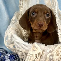 Bubbles AKC - Chocolate and tan female Dachshund puppy in Hendersonville, North Carolina from Snarky Doxy Miniature Dachshunds