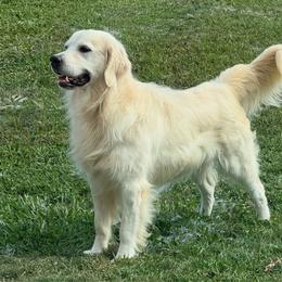 Golden Retriever puppies from Lakemist Retrievers