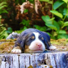 Zatanna (Black Collar) - Black rust and white female Bernese Mountain Dog puppy in Stanwood, Washington from Butter Cup Pups and Paws