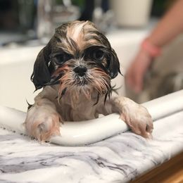 Shih Tzu Puppies from Willow Lane Shih Tzus
