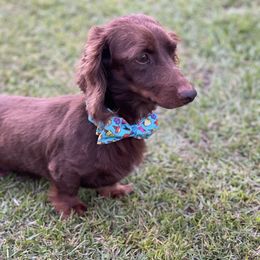 Toby - Dachshund