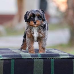 Mambo - Merle male Bernedoodle puppy in Denham Springs, Louisiana from GimiPup Doodles