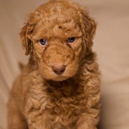 Cherie (Green Collar) - Cream female Goldendoodle puppy in Palmetto Bay, Florida from SOMIDOODLES