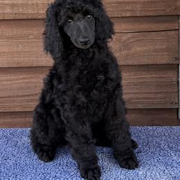 Sage - Black female Poodle puppy in Rocklin, California from Brienwood Poodles