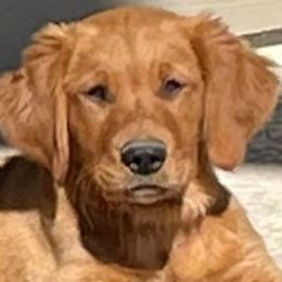 Golden Retrievers from Doc’s Goldens