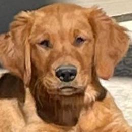Golden Retrievers from Doc’s Goldens