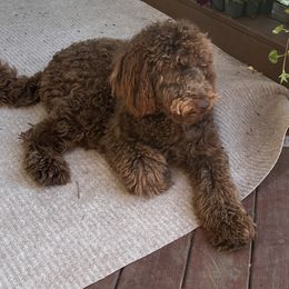 Pheobe - Labradoodle