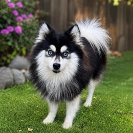 Caleb - Black and white male Pomsky puppy in La Verne, California from Red Cedar Pomskies