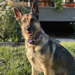 Betty - no cats, kids or female dogs - Sable female German Shepherd puppy in Oakland, Oregon from VHM German Shepherds