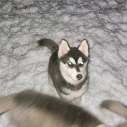 Siberian Husky Puppies from Spirit of the Moon Siberians