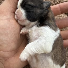 Steve - Gold and white male Shih Tzu puppy in West Palm Beach, Florida from Must Be Love
