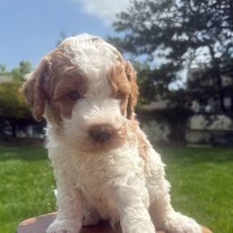 Bryce - Apricot Goldendoodle puppy in Stratford, New Jersey from Meadow Lark Doodles