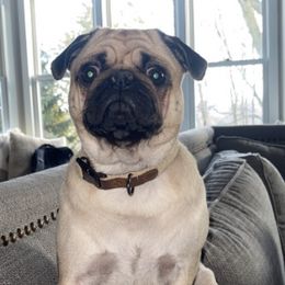 Pugs from Hostetler Pugs