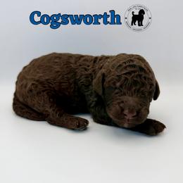 Cogsworth - Chocolate male Goldendoodle puppy in Ponchatoula, Louisiana from Real Life Furrytales