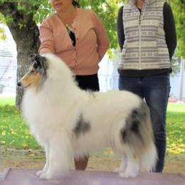 Collie Puppies from Castlebar Collies