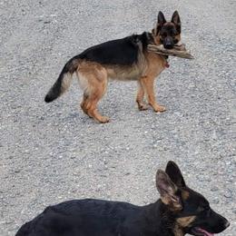 German Shepherd and Pembroke Welsh Corgi Puppies from Muddy Paws Corgis / Von Blake's Gedächtnis German Shepherds