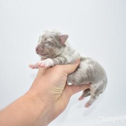 Champagne- TINY - Chocolate blue female Chihuahua puppy in Bulls Gap, Tennessee from Smokey Mountain Chihuahuas