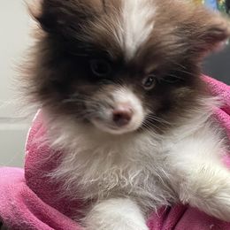 Pomeranian and Pomsky Puppies from Illinois Pomsky and Pomeranian
