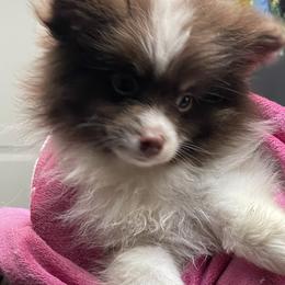 Pomeranian and Pomsky Puppies from Illinois Pomsky and Pomeranian