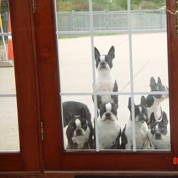 Boston Terrier Puppies from Achates Bostons