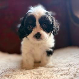 Cavapoo Spruce - Black and white male Cavalier King Charles Spaniel puppy in Middletown, Ohio from CreekSong Farm Cavaliers