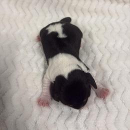Poppy - Black tan and white female Beagle puppy in Gentry, Arkansas from HC Puppy Ranch