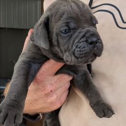 Red collar - Gray brindle male Cane Corso puppy in Franktown, Colorado from Earth and Ship Cane Corso