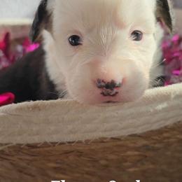 Eleven - Black and white female American Corgi puppy in Mansfield, Ohio from Moonrise corgis