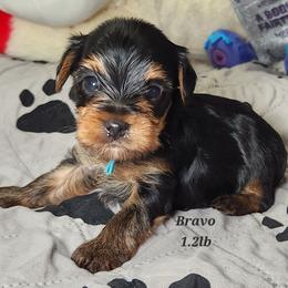 Bravo - Black and tan male Yorkshire Terrier puppy in Ben Wheeler, Texas from Nana's Yorkie Crew