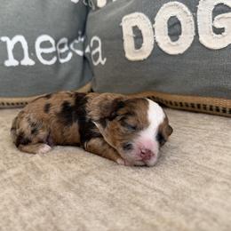 Rolo - Chocolate merle male Bernedoodle puppy in Lamar, Colorado from Jozlyn’s Pups