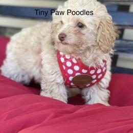 Poodle Puppies from Tiny Toy Poodles