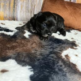 Delilah - Black and tan female Yorkshire Terrier puppy in Tulsa, Oklahoma from Conns Cuddly Canines