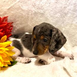 Emma - Piebald female Dachshund puppy in Colbert, Oklahoma from Brooke Crenshaw