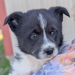 Oreo - White and black female Pembroke Welsh Corgi puppy in Cape Fair, Missouri from Flat Creek Corgis