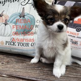 Reba - Sable female Papillon puppy in Benton, Arkansas from Mama's Pride Poms and Paps