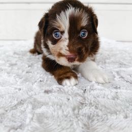 Stitch - Red merle male Miniature Australian Shepherd puppy in Pollok, Texas from Pineywoods Pups